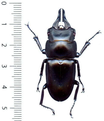 Lucanidae prosopocoilus - lucanidae,