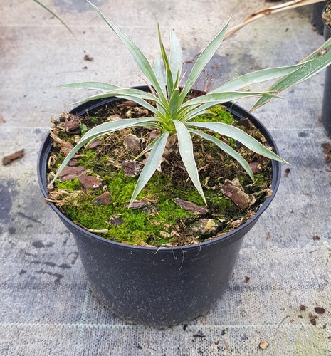 Yucca neomexicana conteneur - yucca, /