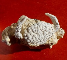 CRABE FOSSILE MIOCÈNE D'ESPAGNE , DAIRA