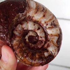 154GR EXTREME RARE WHOLE