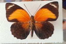 Agrias périclès aurantiaca femelle - Manaos Brésil -