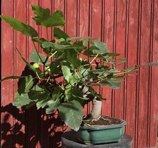 BONSAÏ  FIGUIER. FICUS CARICA GROS SUJET 14ANS AVEC FRUITS
