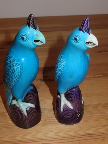 Paire oiseaux perroquets - paire,