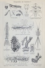 Antique Graphic: Body Parts of