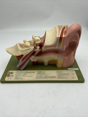 Somso anatomical model - somso,