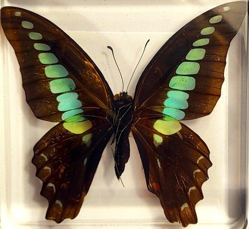 Papillon bluebottle réel - bluebottle,