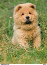 Carte Postale - Animaux -