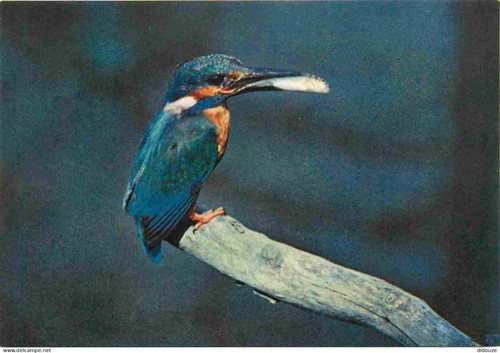 Carte postale animaux - carte,