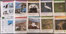 JOLI LOT + DE 200 FICHES SUR LES OISEAUX EDITIONS ATLAS