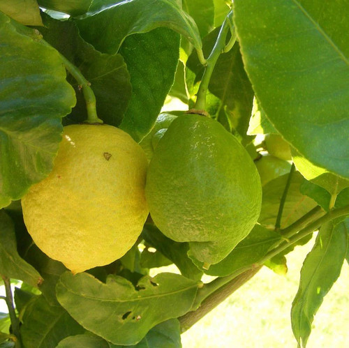 Citronnier saisons citrus - citronnier,