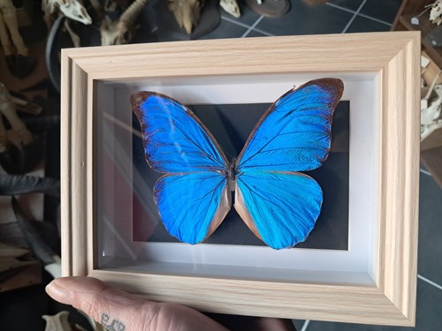Papillon morpho didius sous - papillon,