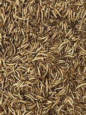 Vers de Farine 500gr pour