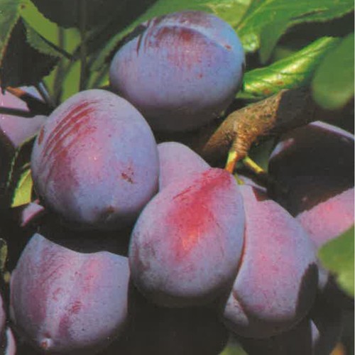 Plante fruitière prunier - fruitiÈre,