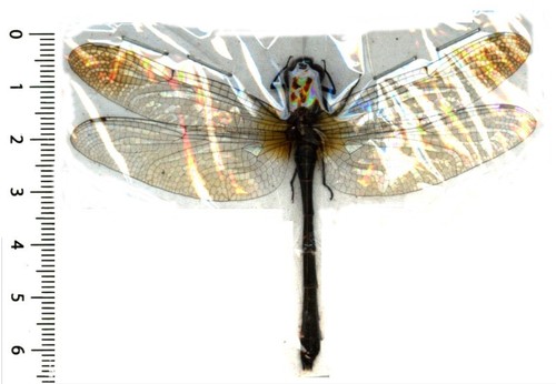 Odonata anisoptera zygonyx - odonata,,
