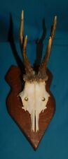 ANCIEN TROPHEE DE CHASSE FRANCE . CORNE DE CHEVREUIL . BOIS 16 cm 5 CORS . n°26