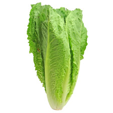 500 Graines - Laitue Romaine