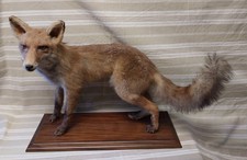 Taxidermie - renard naturalisé / empaillé vintage sur socle