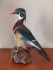 Canard carolin naturalisé