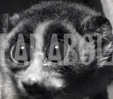 Photo de presse vintage