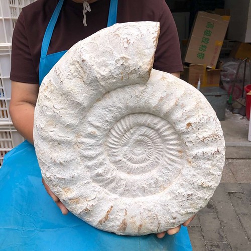 29lb natural ammonite fossil - 29lb,