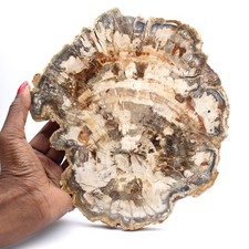 Tranche de bois pétrifié