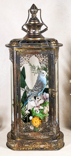 Parakeet taxidermy oddities - parakeet,