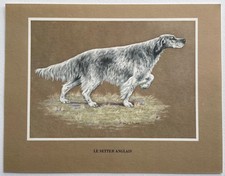 Chiens de race Le setter