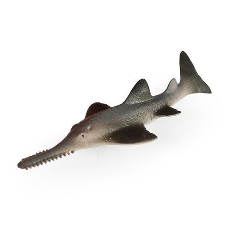 Poisson scie dents - poisson-scie, à