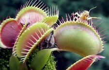 DIONAEA MUSCIPULA GÉANTE -