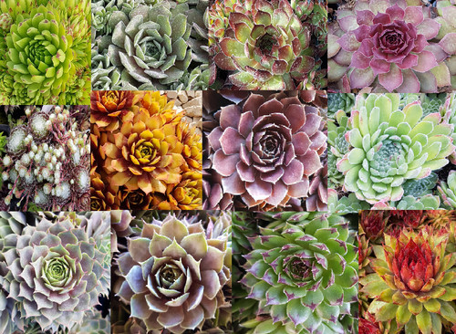 Kit collection sempervivum - collection,