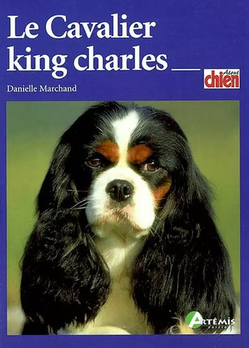 Cavalier king charles - cavalier,