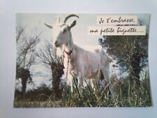 Cpm Je t'embrasse ma petite biquette... Chèvre