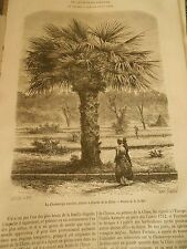 Le Chamaerops excelsa palmier