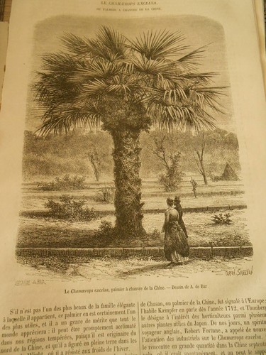 Chamaerops excelsa palmier - le,
