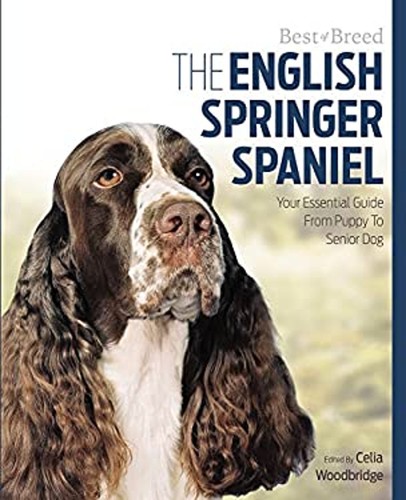 Springer anglais votre - le,