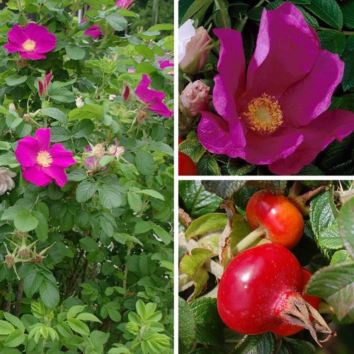 Rosa rugosa rubra - rugosa, 'rubra'