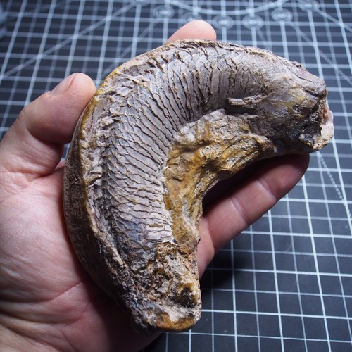 Fossil predatory fish - fossil,