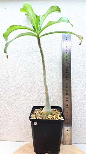 Adenium swazicum live - adenium,