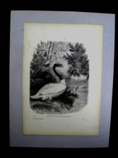 ANIMAUX - OISEAUX - 8 GRAVURES
