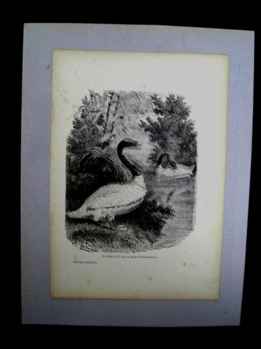 Animaux oiseaux 8 gravures - oiseaux,