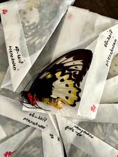 10 X Ornithoptera Priamus