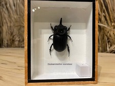 insecte lucane trichogormhus martabani en boite