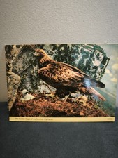 Carte Postale Aigle Royal Ecosse