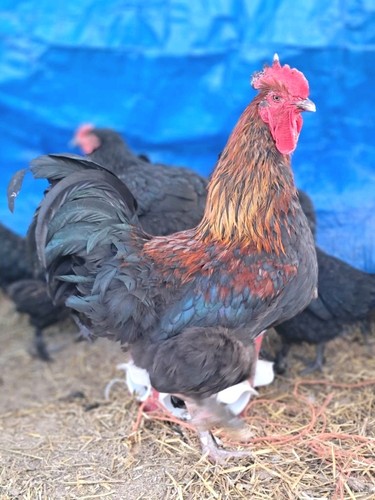 Back copper maran - (12),