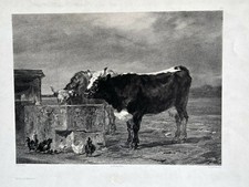 Vaches Abreuvoir LITHOGRAPHIE