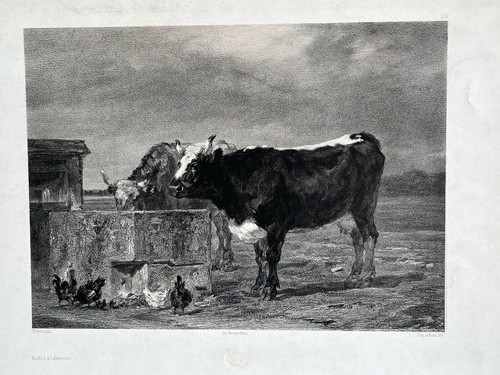 Vaches abreuvoir lithographie - vaches,