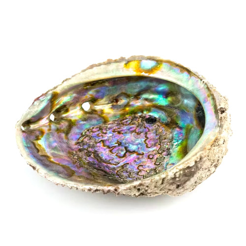 Coquille ormeau spirituel - coquille,