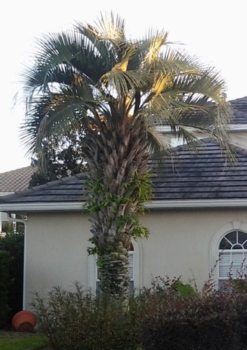 Jelly palm seeds - 20,
