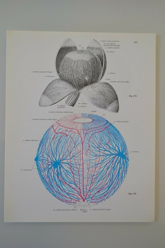 Planche anatomie humaine - d'anatomie,