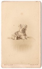 Chien assis sur un coussin Photo CDV circa 1875 Bouillier Arcachon